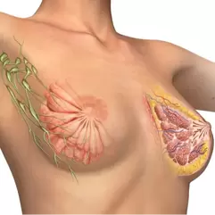anatomy of breast