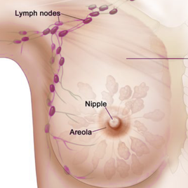 axillary lymph nodes - glands